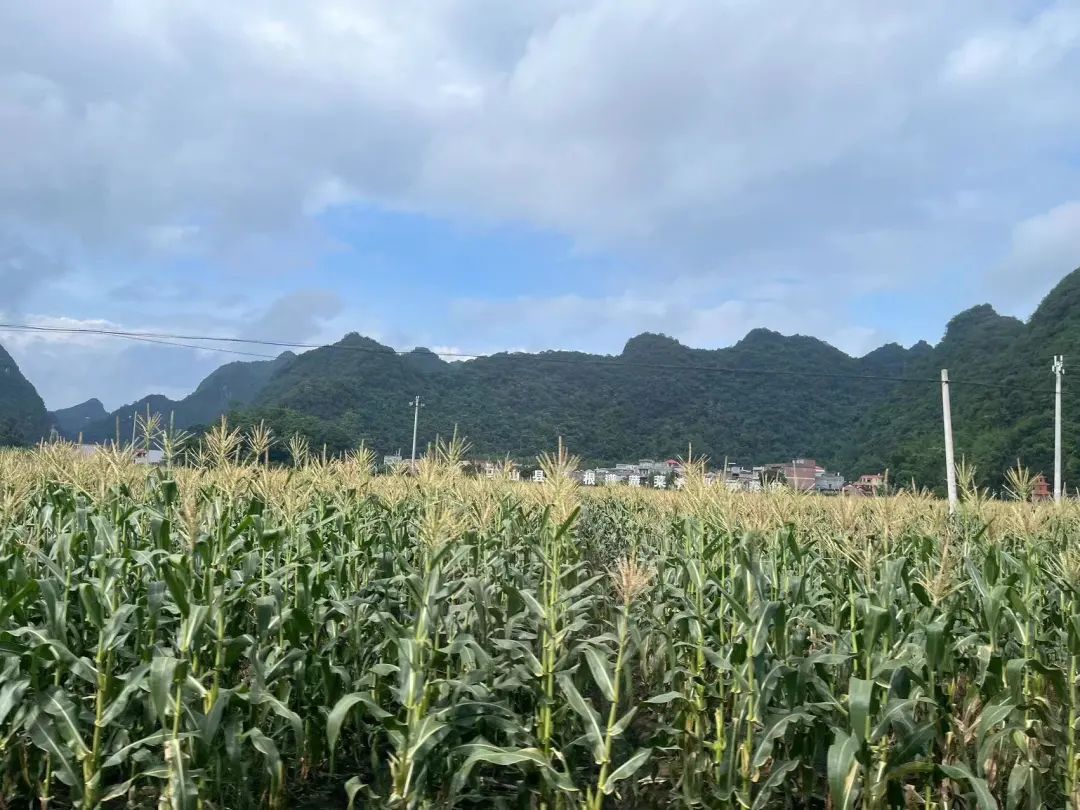 豐農控股與廣西菜根譜農業(yè)簽約合作，促進廣西特色農業(yè)產業(yè)高質量發(fā)展